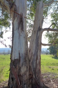 Tree trunks 2
